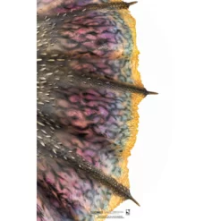 Monster Hunter World - Figurine Nergigante 1/26 PRÉCOMMANDE 36 Monster Hunter World - Figurine Nergigante 1/26 PRÉCOMMANDE -YUGEN COLLECTIBLES Soldes monster hunter world figurine nergigante 126 15